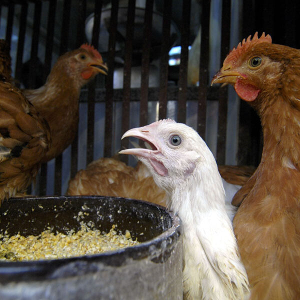 حالة إنتشار فيروس إنفلونزا الطيور في مصر ودور «صحة الحيوان» في التصدي للمرض