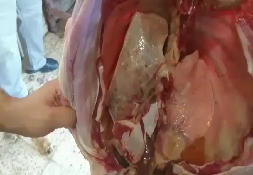 أعراض الميكوبلازما في العجول