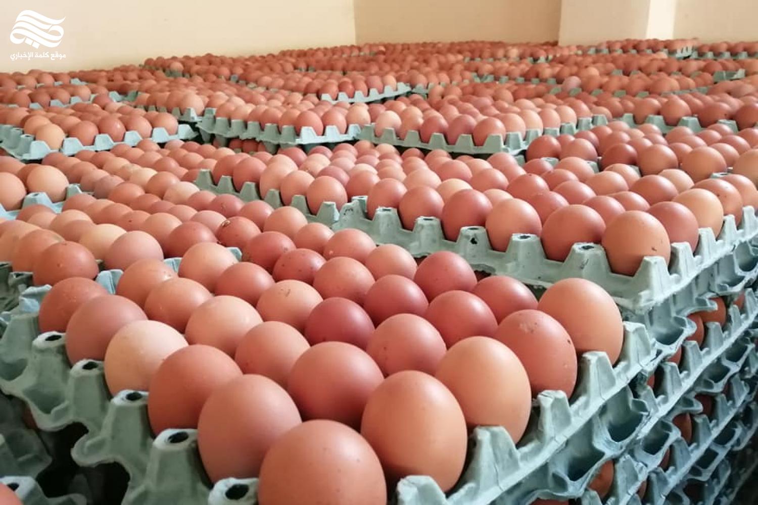 إنتاج البيض وبيض المائدة