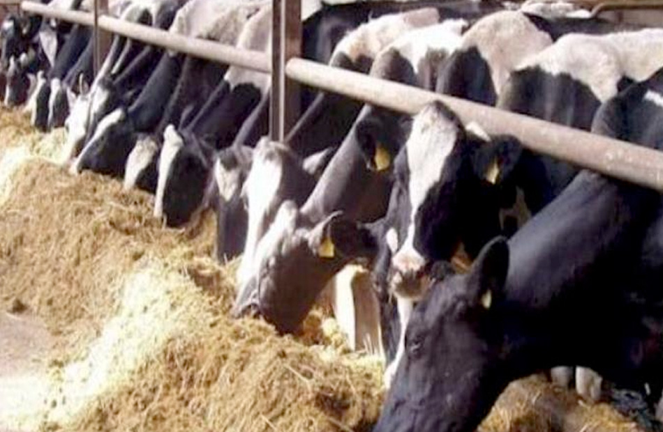 مشروعات الثروة الحيوانية