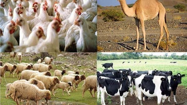مشروعات الإنتاج الحيواني والداجني في مصر