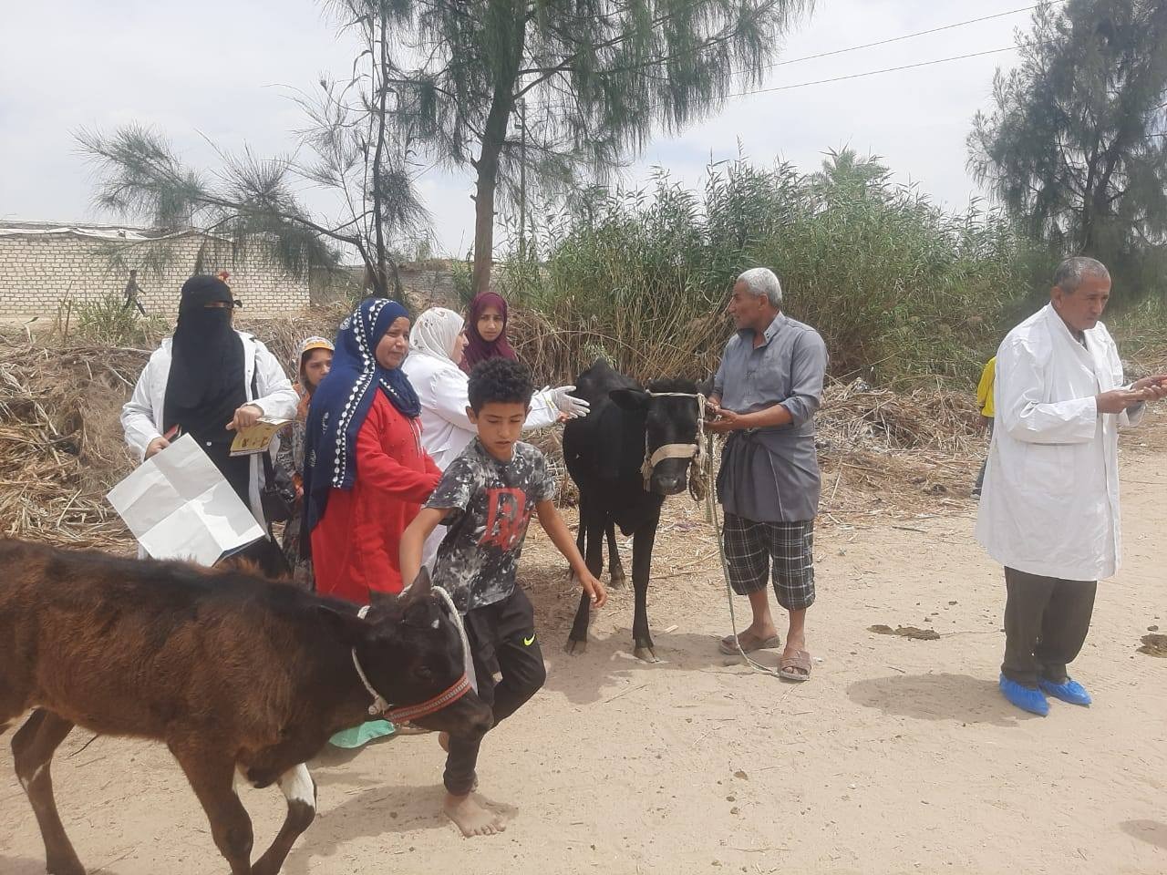 قوافل بيطرية